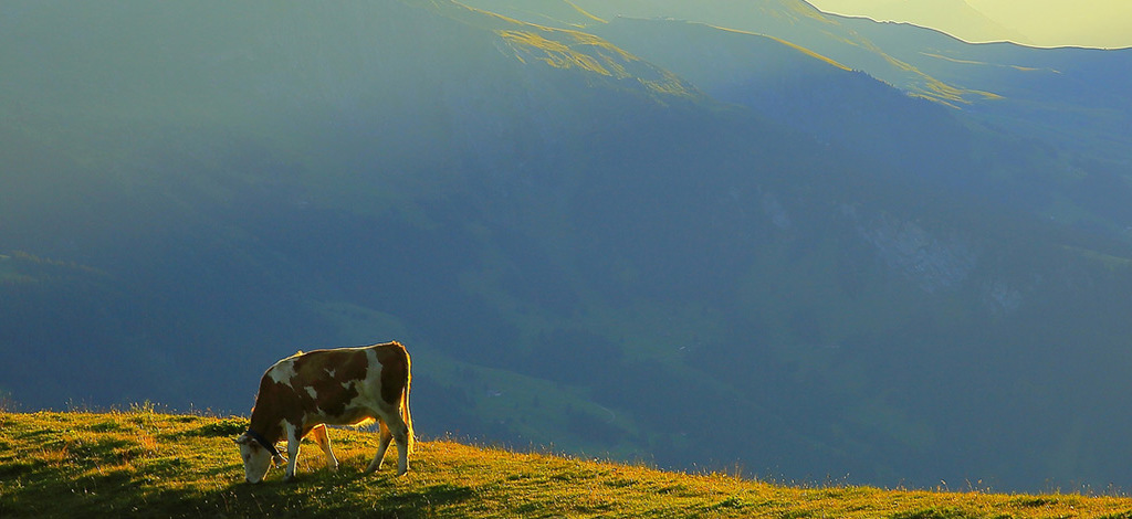Hotels in Grindelwald